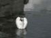 Cygne

